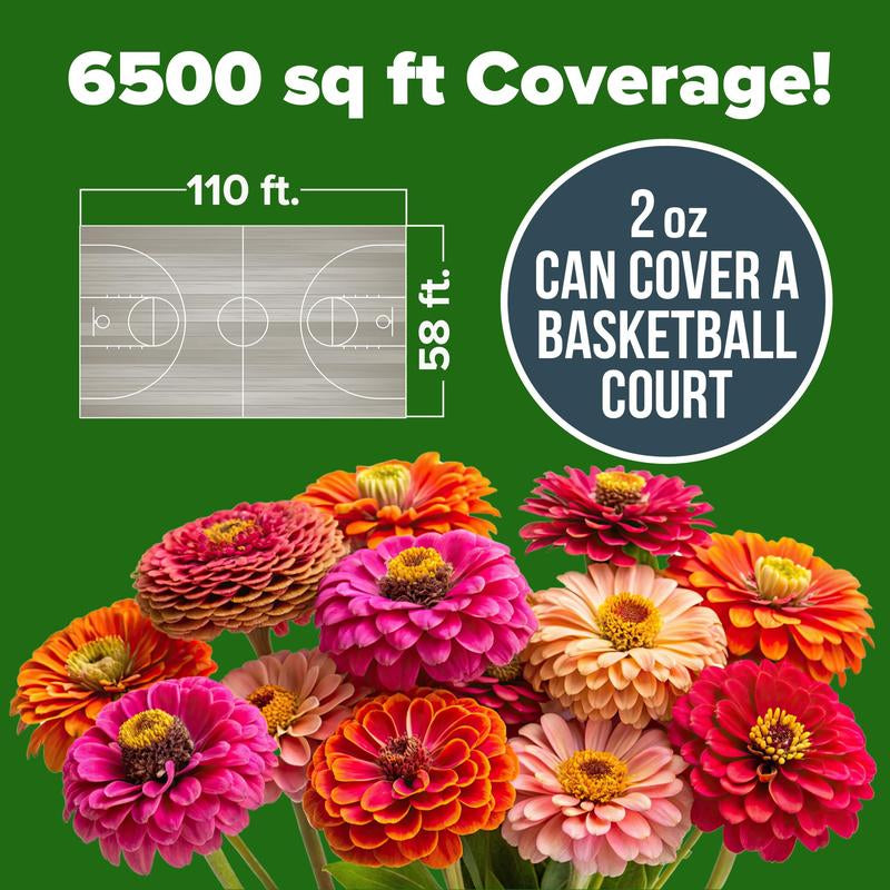 Zinnia Seeds - Pure Seeds - No Filler - USA Heirloom Flower Seeds