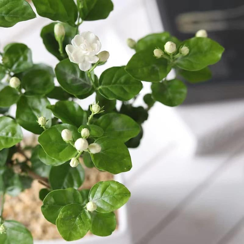 100 Climbing Jasmine Flower Seeds Fragrant Plant for Planting Garden Home Four Seasons Evergreen Silver Jasmine Garden Balcony Climbing Flower Non-Gmo