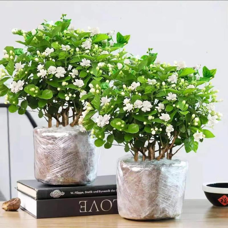 100 Climbing Jasmine Flower Seeds Fragrant Plant for Planting Garden Home Four Seasons Evergreen Silver Jasmine Garden Balcony Climbing Flower Non-Gmo