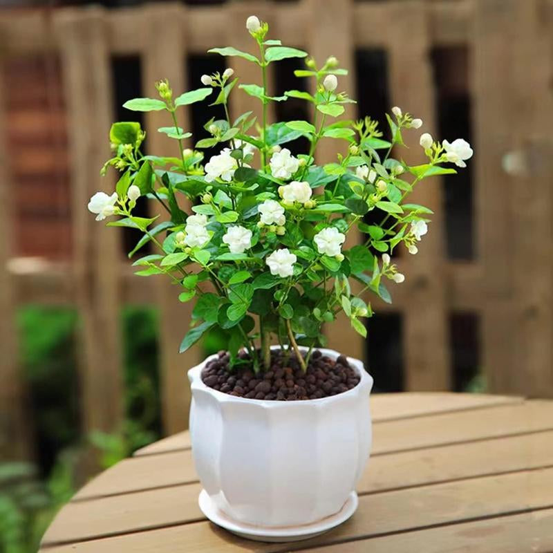 100 Climbing Jasmine Flower Seeds Fragrant Plant for Planting Garden Home Four Seasons Evergreen Silver Jasmine Garden Balcony Climbing Flower Non-Gmo