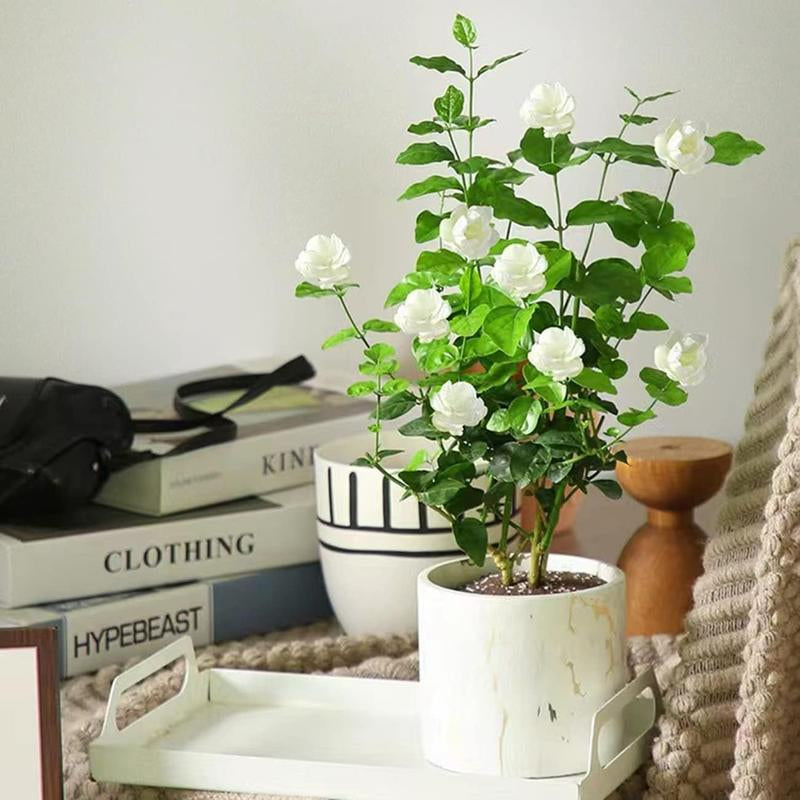 100 Climbing Jasmine Flower Seeds Fragrant Plant for Planting Garden Home Four Seasons Evergreen Silver Jasmine Garden Balcony Climbing Flower Non-Gmo